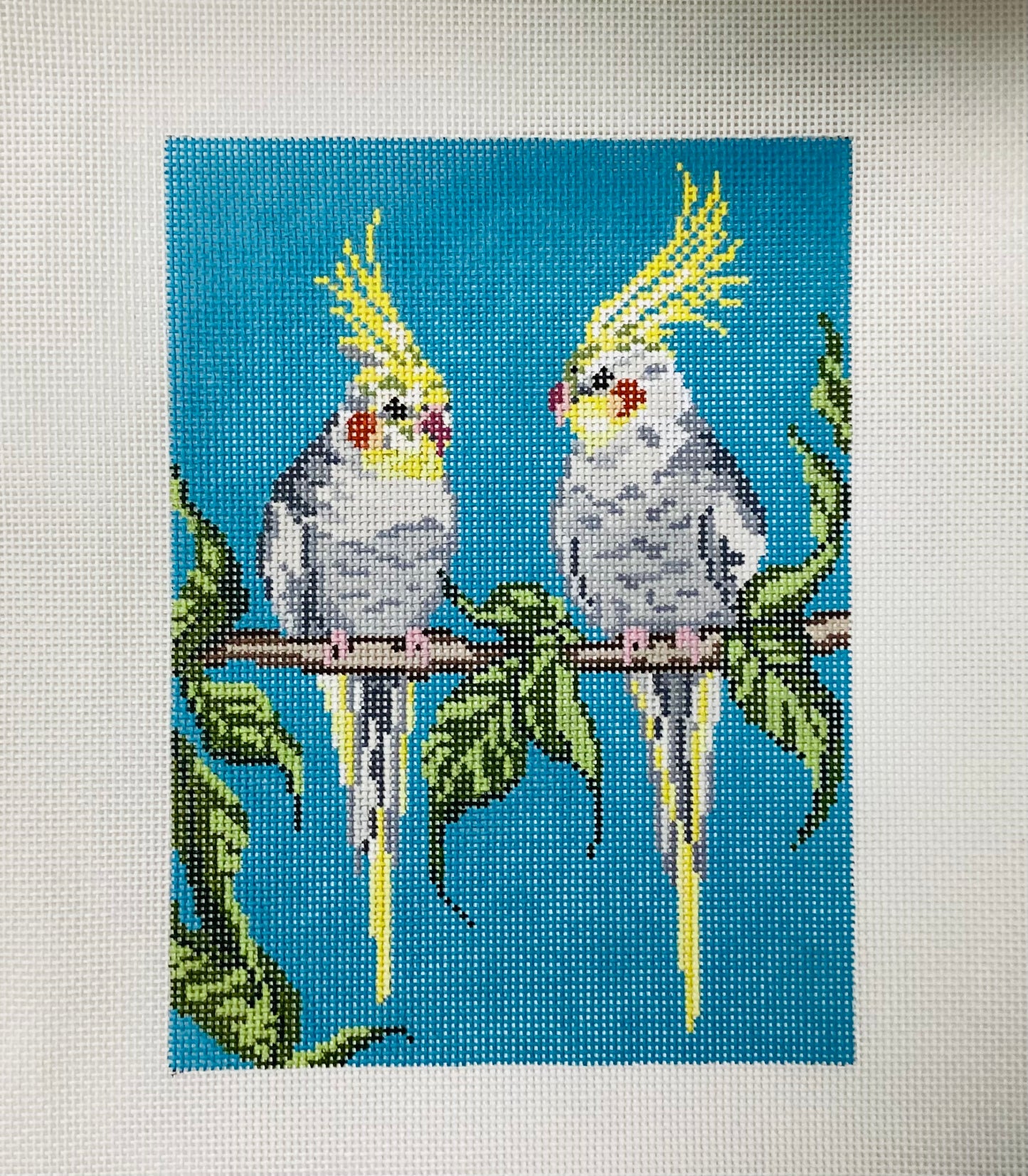 Bird Boys Cockatoo