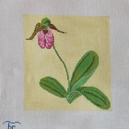 Pink Lady's Slipper