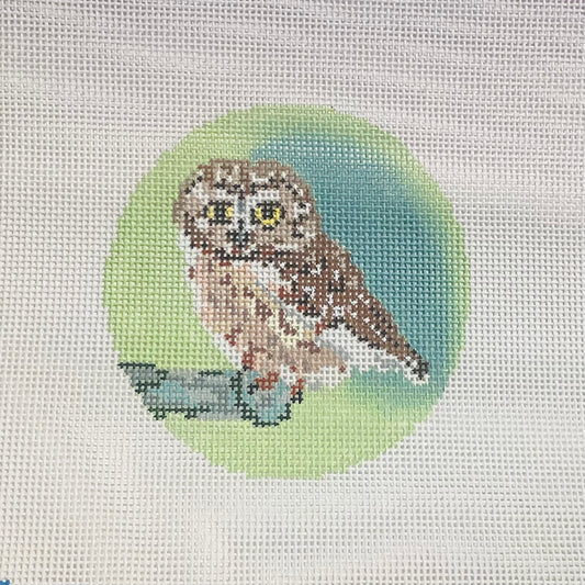 Rocky - Saw Whet Owl