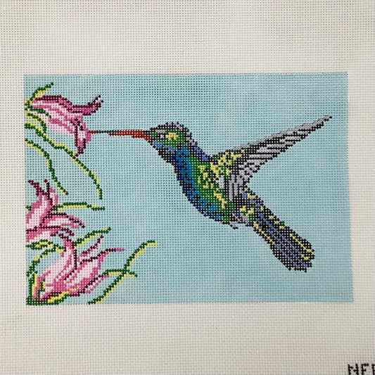 Broad Billed Hummingbird