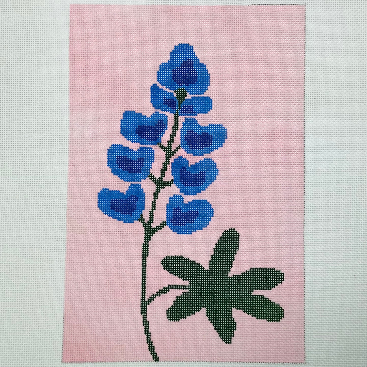 Blue Bonnet on Pink