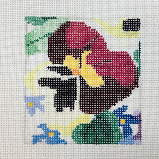 Pansy