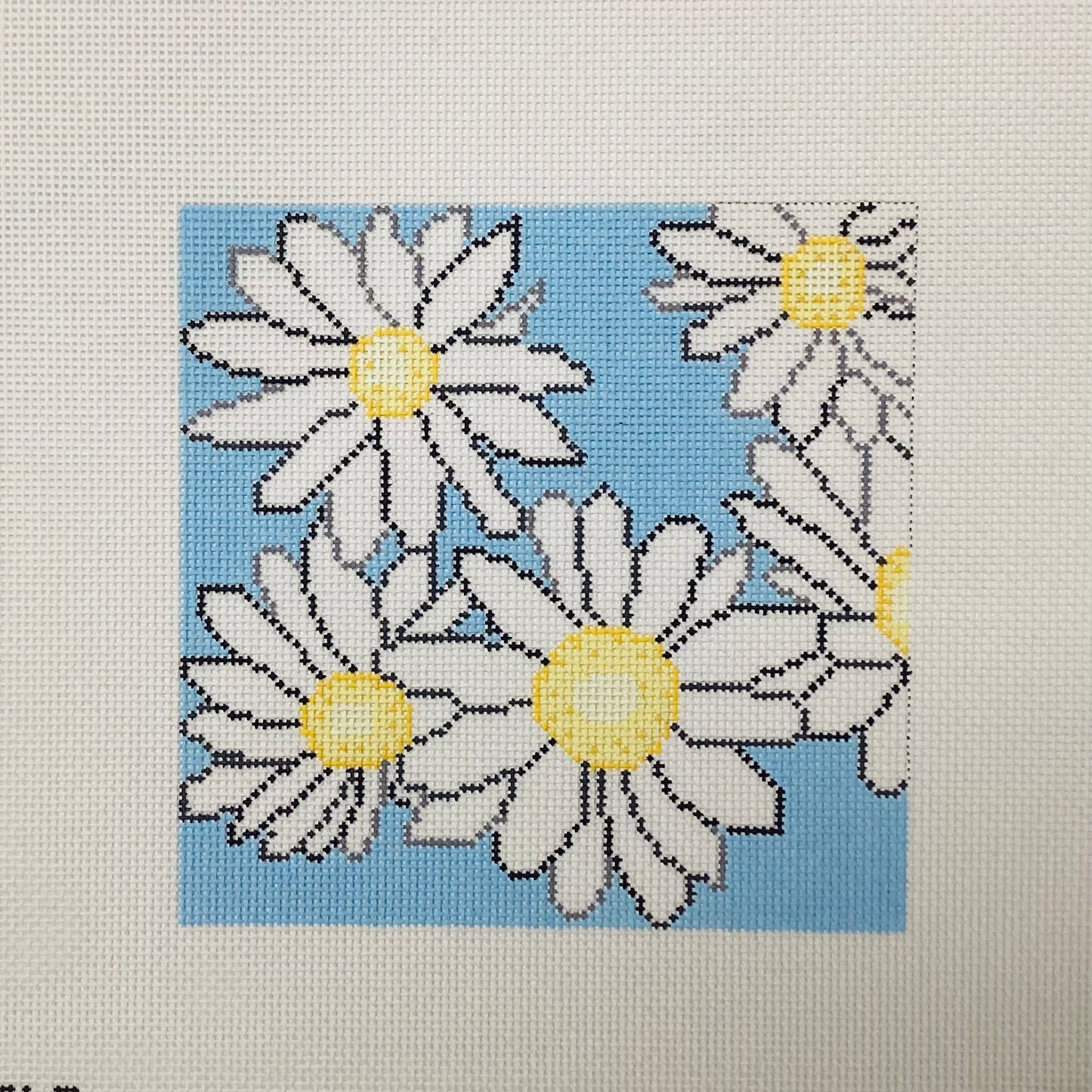 White Daisies